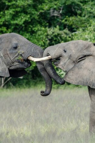 Gigantes de los ríos de África