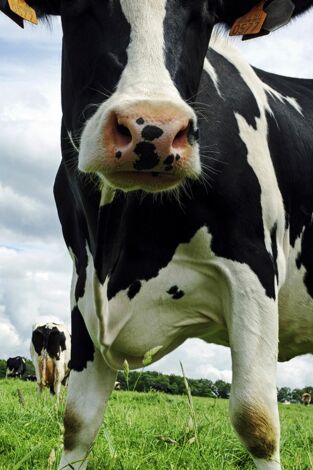 ¿Cómo lo hacen?: Episodio 10