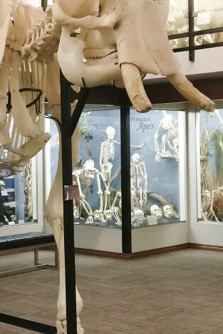 Misterios en el museo: Mascota presidencial