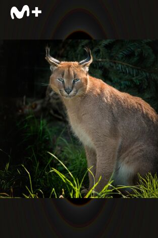 One Zoo Three: Legados familiares