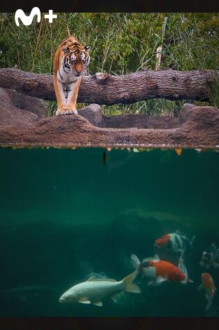 One Zoo Three: Día de calor