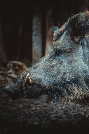 Ojos en la noche, tras la huella del jabalí