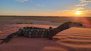 Superviviente por naturaleza: Los pobladores del desierto