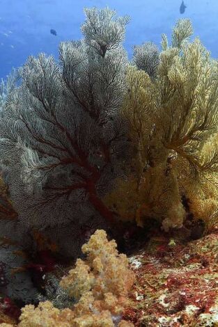 Mares supremos: Tiburones