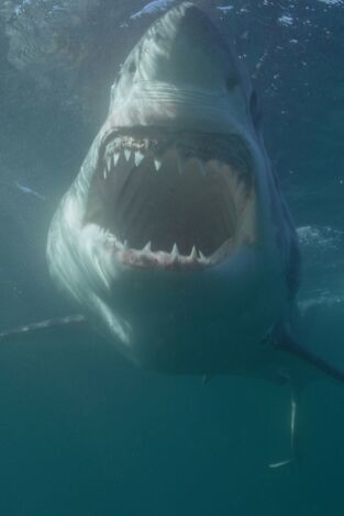 Canadá: hogar del tiburón blanco