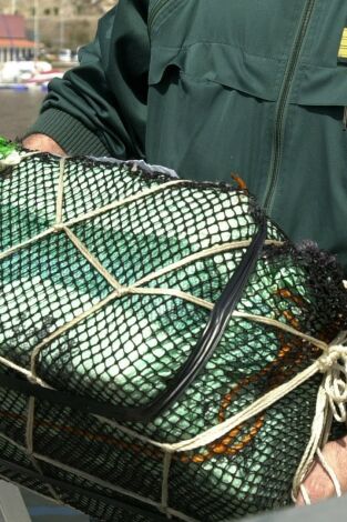 Equipo de investigación: Epidemia blanca