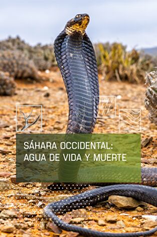 Sáhara occidental: Agua de vida y muerte
