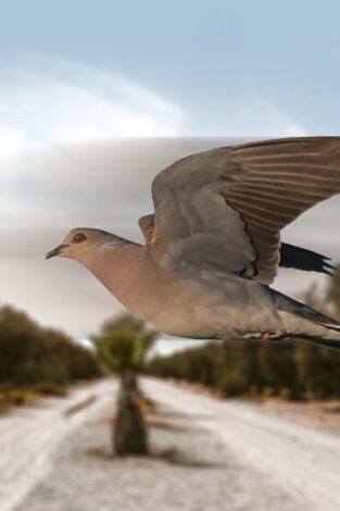 Tórtolas en Marruecos cap2