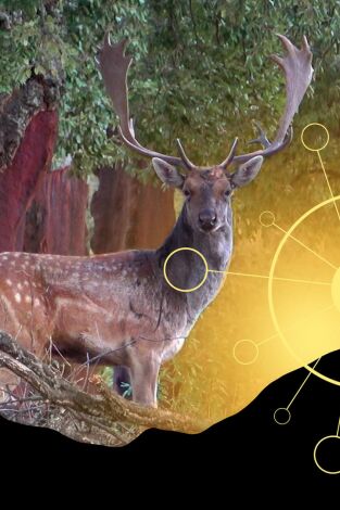 Mi primer Gamo en Sierra Morena