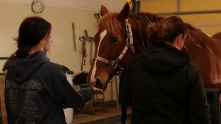 Veterinarios de Nebraska: Potro Nuevo Mundo