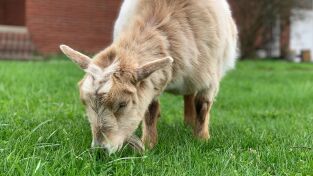 La increíble granja del Dr. Pol: ¿Estás de broma, ovejita?