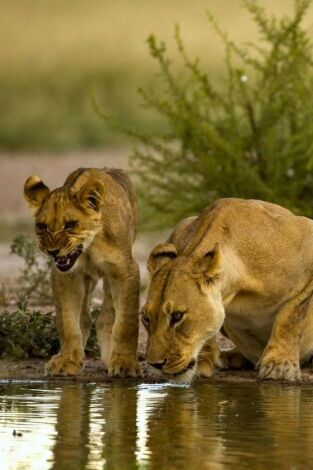 Pambara: Pambara (I)