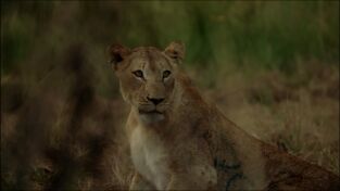 Cazar para conservar: Leones, el gran reto