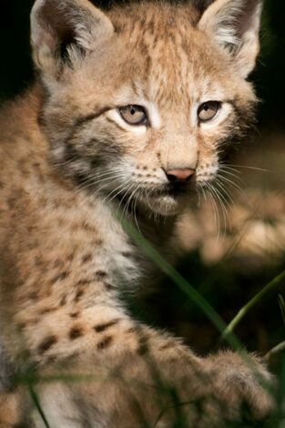 Guarderias de la naturaleza