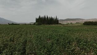 Crónica negra de la Antigua Grecia: Episodio 5