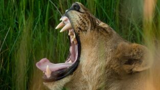 Safari letal: Morder vs. luchar