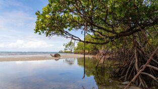Superviviente por naturaleza: Fango y manglares