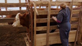 El increíble doctor Pol: Navidades bovinas