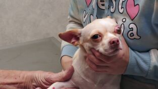 El increíble doctor Pol: La fiesta de Pol