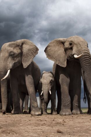 Life Story: Paternidad