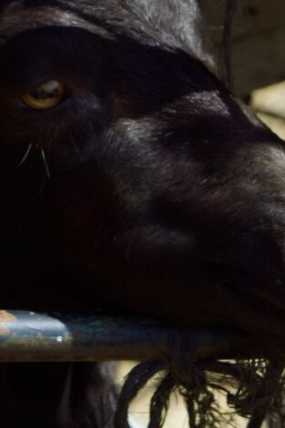 Seprona en acción: Episodio 11