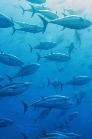 Cabrera, el Mediterráneo ancestral