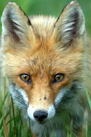 Gestión del zorro con Paco Godino