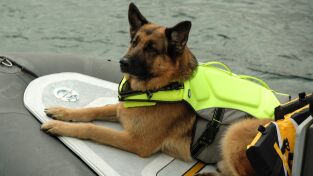 Hudson y Rex (T4): Ep.3 Rex marca el lugar