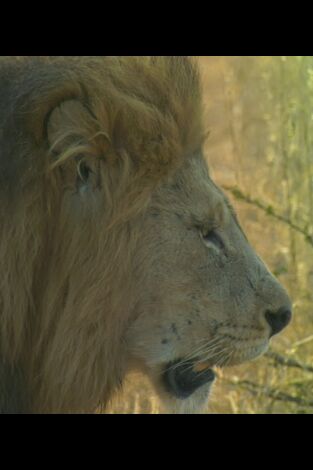 El linaje de los depredadores: Sororidad