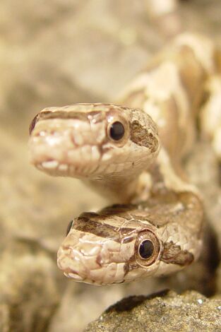 Los animales más peculiares del mundo: Feos por naturaleza