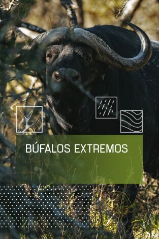 Búfalos extremos