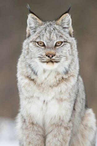 El año de la naturaleza canadiense