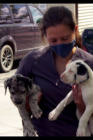 El increíble doctor Pol: El ladrido oscuro de la Fuerza