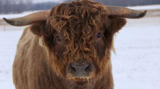 El increíble doctor Pol: Amor de corderitos