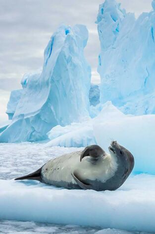 El Antártico salvaje: Corrientes