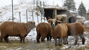 La increíble granja del Dr. Pol: Rebaño a la fuga