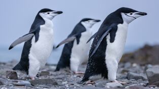 Los secretos de los pingüinos: Rebeldes con causa