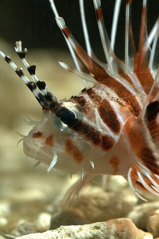 Cazadores del arrecife