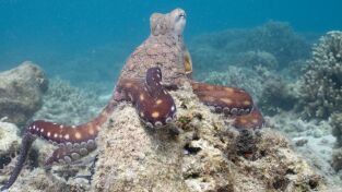 Los secretos de los pulpos: Cambiaformas