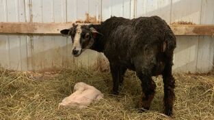 La increíble granja del Dr. Pol: ¿Estamos embarazadas, ovejitas?