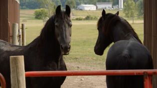 El increíble doctor Pol: ¡A toda prisa!