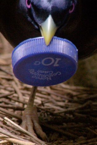 Profesiones salvajes: Ladrones