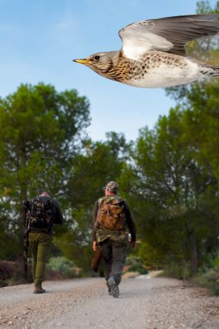 En busca de los primeros zorzales