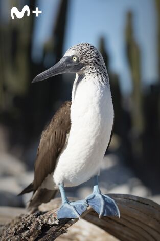 The Americas: México