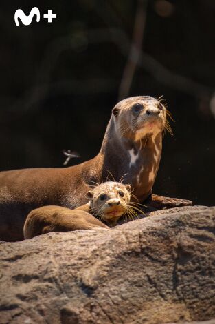 The Americas: El Amazonas