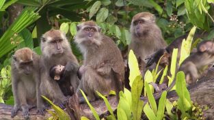 Encuentros muy salvajes: Jungla urbana