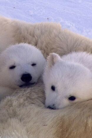 El reino del oso polar