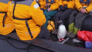 Encuentros muy salvajes: El gigante azul