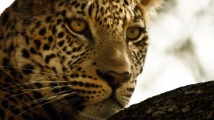 Safari letal: Grandes felinos vs. presas