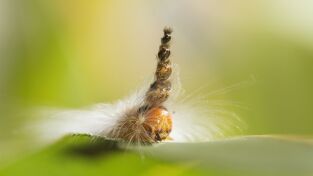 Perdedores y salvajes: Sospechosos inhabituales